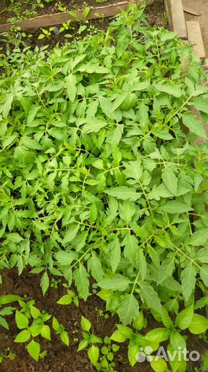 Рассада помидор и перцев