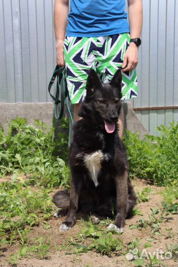 Ассоль ищет дом