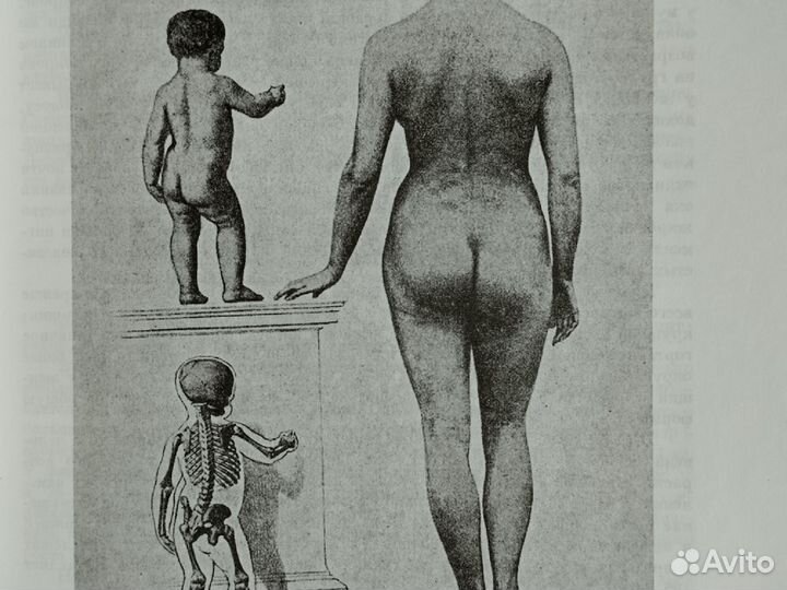 Н. Механик Основы пластической анатомии