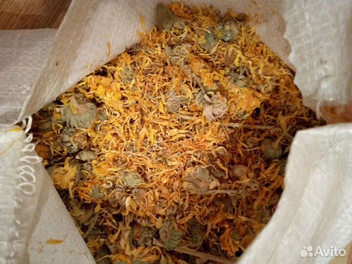 Календула цвет