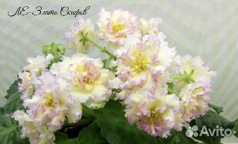 Фиалка коллекционная