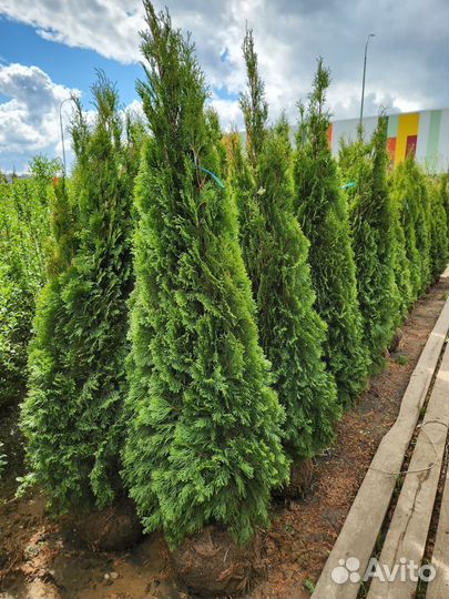 Туя смарагд 160-180 см