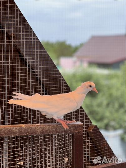 Бакинские бойные голуби