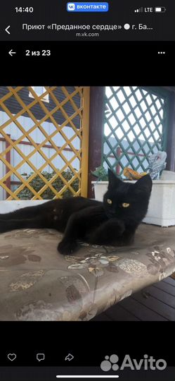 Кошка в дар