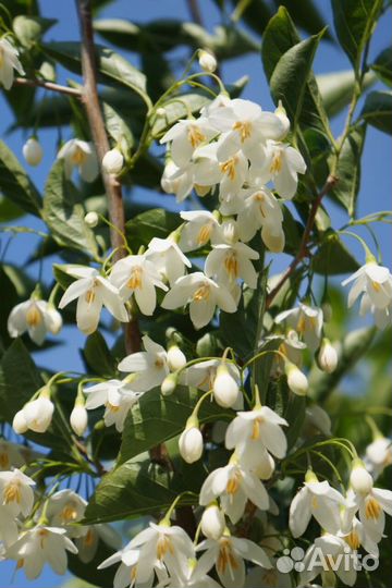 Редкие кустарники от питомника