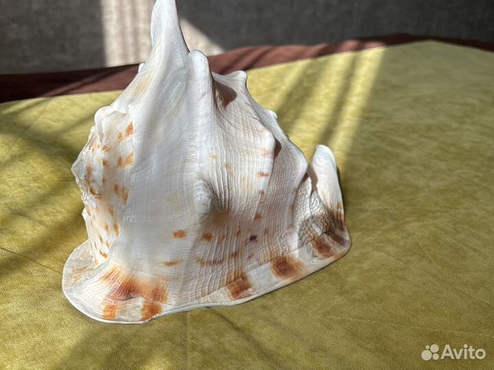 Морские ракушки