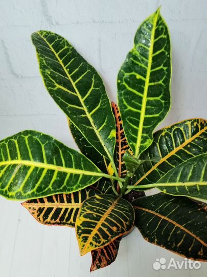 Кодиеум кротон Паниковский, комнатные растения