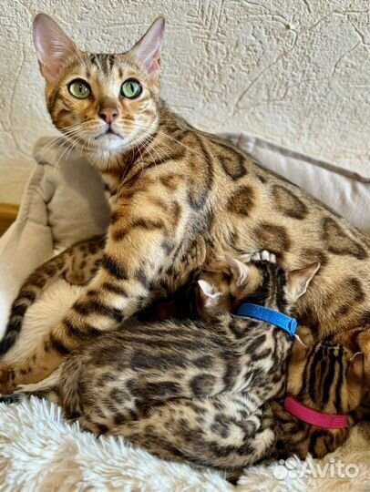 Бенгальская