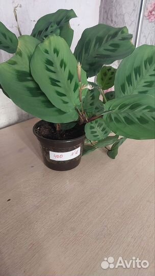 Комнатные растения