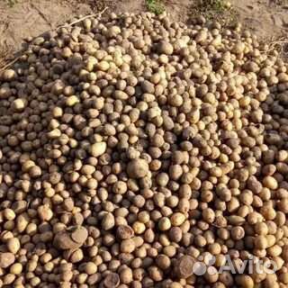 Картофель на корм