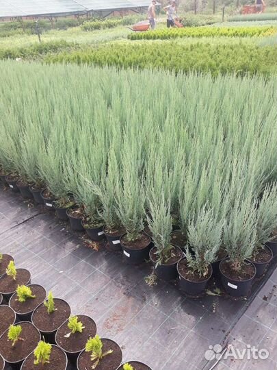 Саженцы хвойников