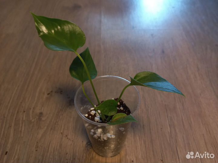 Антуриум saccuses red