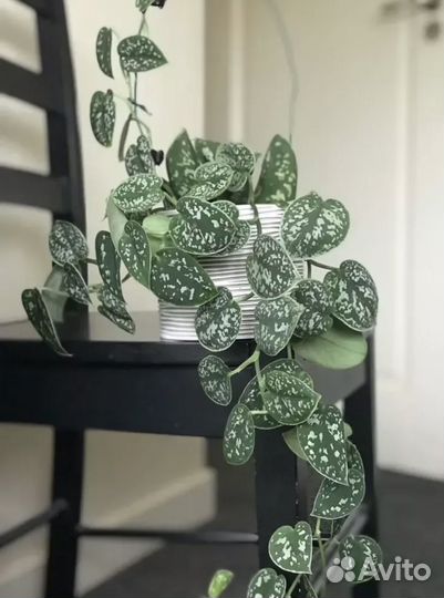 Сциндапсус эпипремнум пиктус марбл квин золотистый