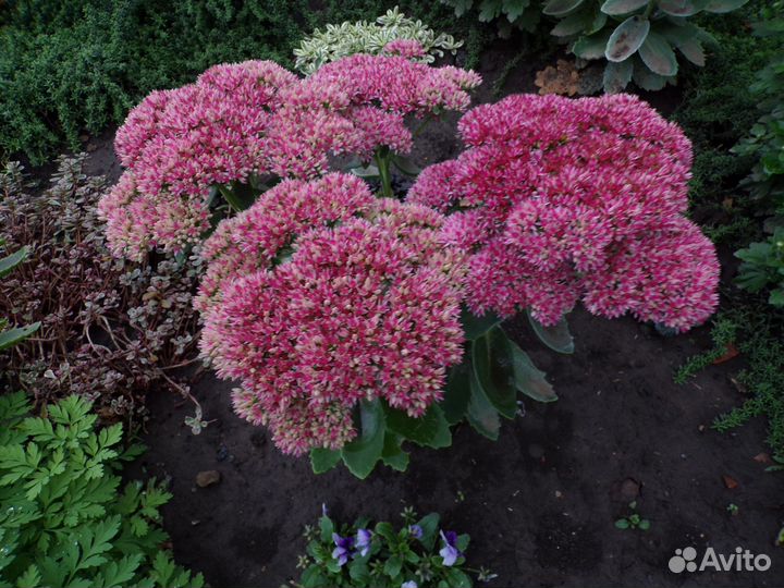 Очиток Видный