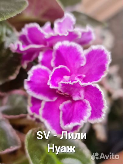 Лист сортовых фиалок