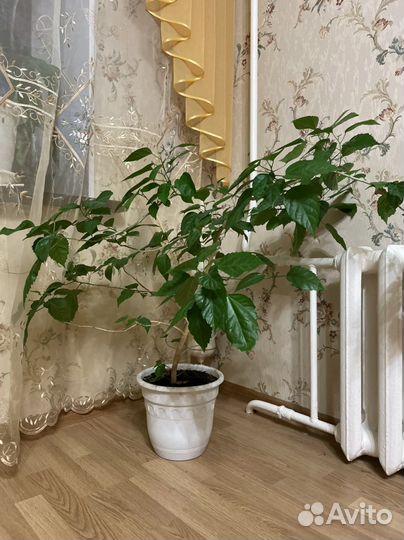 Гибискус китайская роза