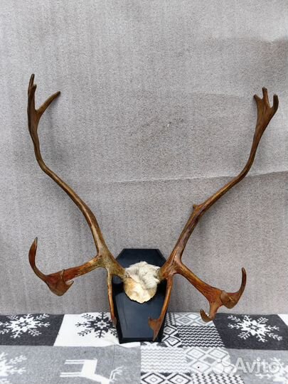 Рога оленя и лося