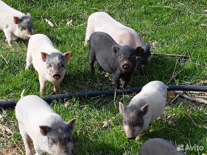 Вьетнамский вислобрюхий поросенок