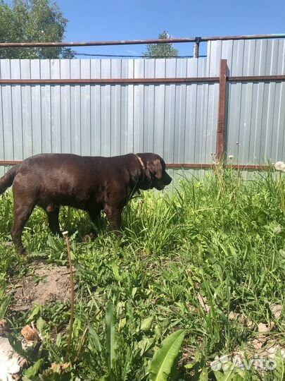 Вязка лабрадор