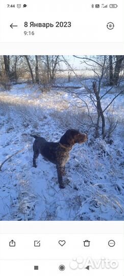 Дратхаар вязка