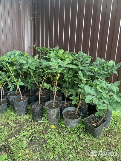 Саженцы каштана