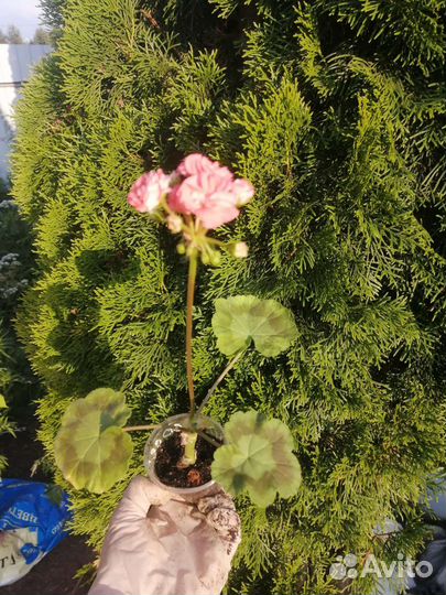 Герань пеларгония