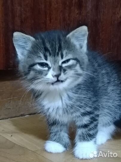 Котята ищут дом
