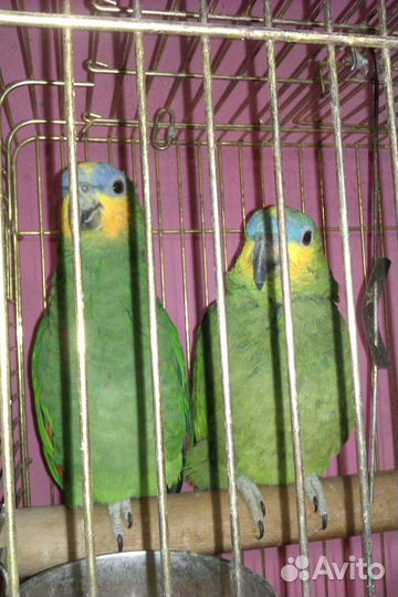 Амазон венесуэльский(самка)