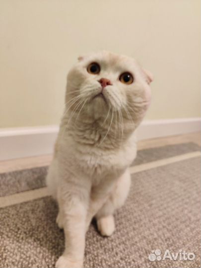 Вязка скоттиш фолд