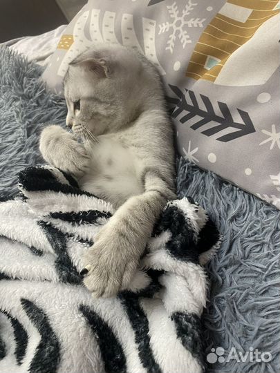 Отдам кота