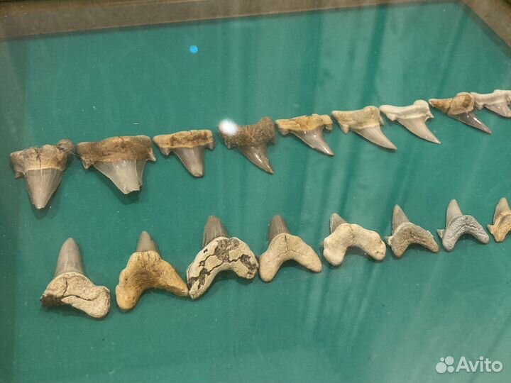 Зубы акулы Кретод (Cretodus)