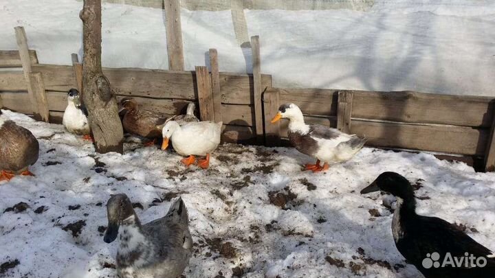 Утиные яйца