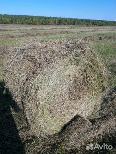 Сено в рулонах