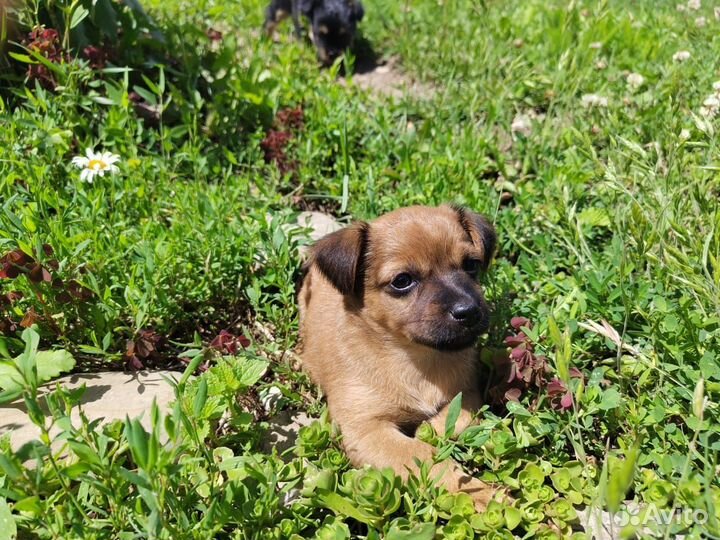 Собаки щенки