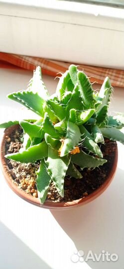 Комнатные цветы