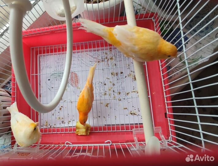 Кенара и канарейки