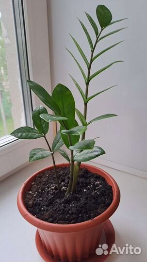 Замиокулькас