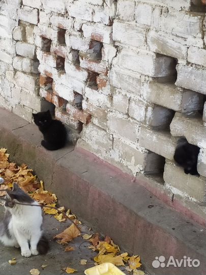 Котята ищут дом