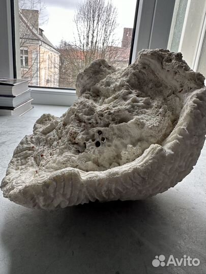 Морские кораллы