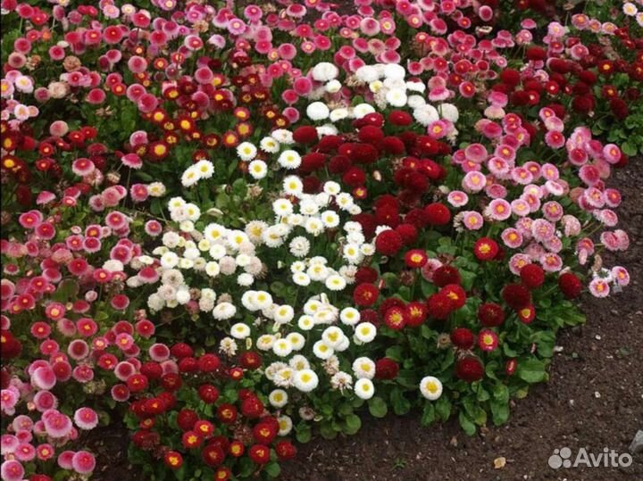 Маргаритка Такко