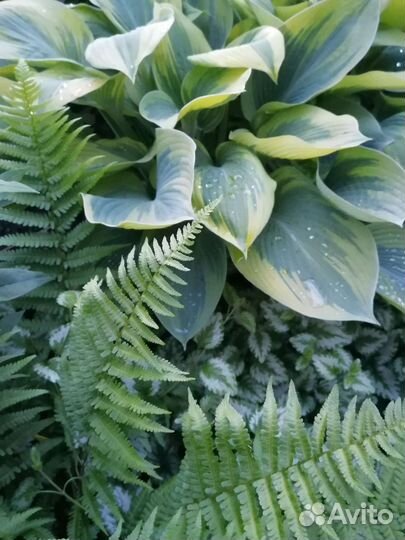 Хоста Alex Summers