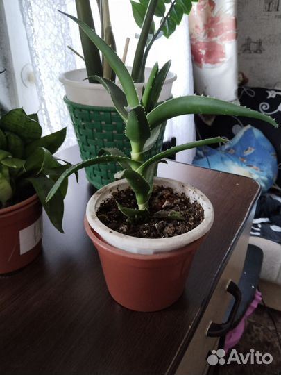 Домашние растения