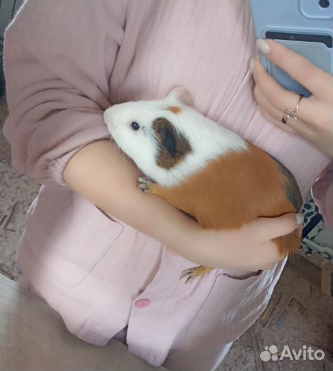 Морская свинка мальчик