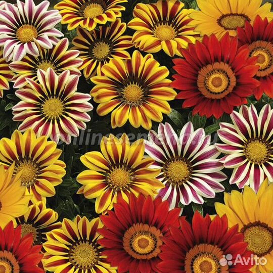 Рассада однолетних цветов