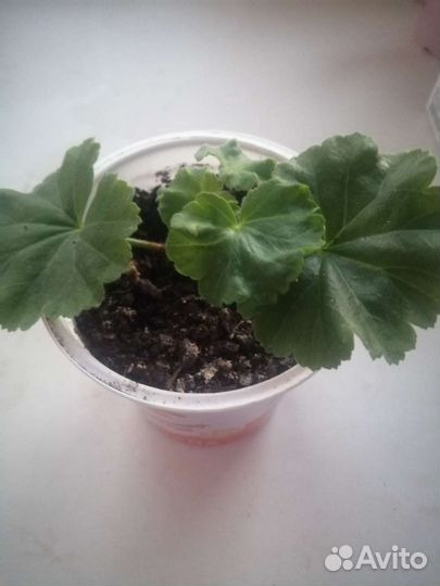 Пеларгония герань тюльпановидная коллекционная