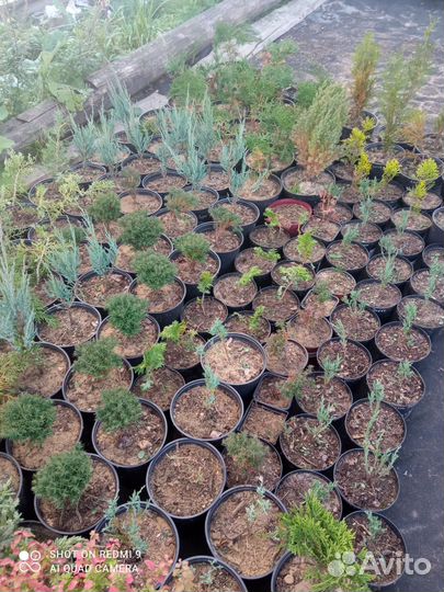 Хвойные для прекрасного сада