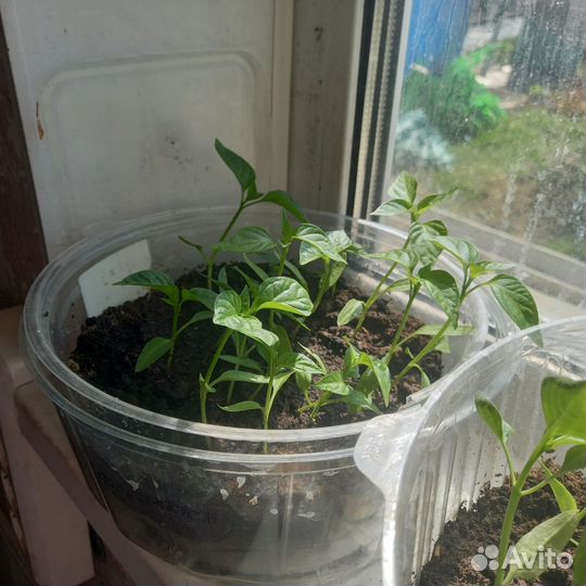 Рассада перца сладкого