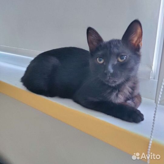 Котенок девочка 3 месяца