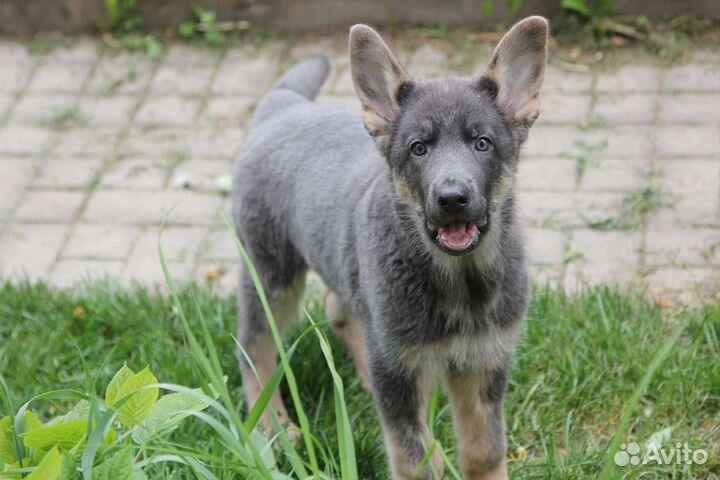 Голубая овчарка