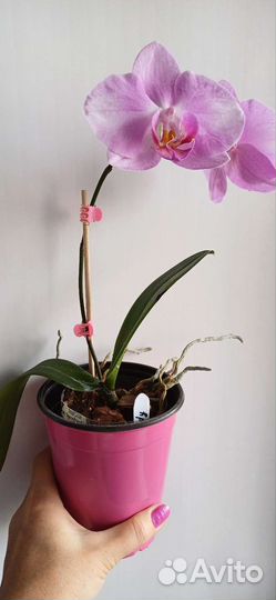 Орхидея фаленопсис